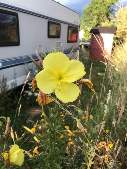 Villa Tiny House Anneliese Hunde Okay Oberbettingen Esterno foto